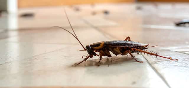 Insetti Striscianti