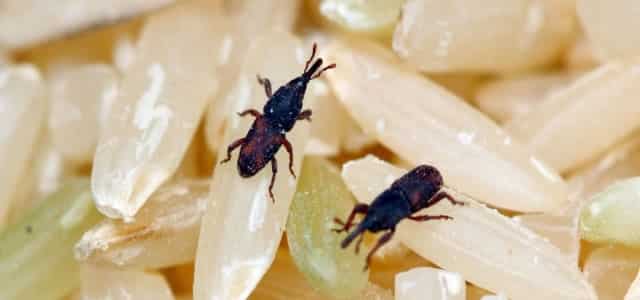 Insetti infestanti delle derrate alimentari