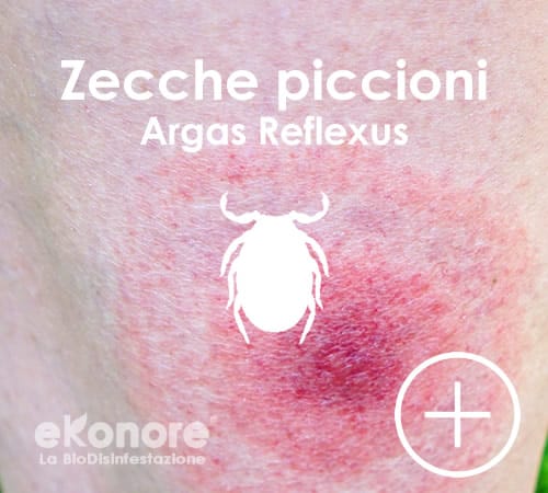 Riconoscere le punture delle zecche e parassiti dei piccioni 