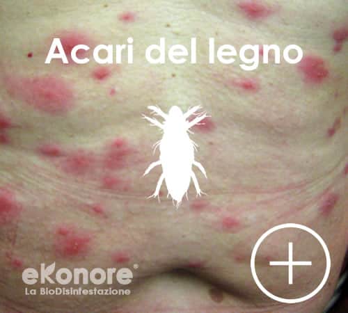 Riconoscere le punture dell'acaro del tarlo del legno pyemotes