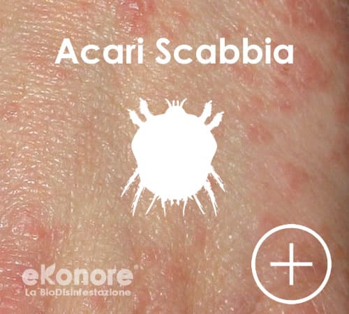 Riconoscere le punture degli acari della scabbia
