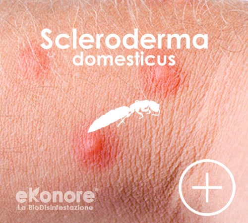 Riconoscere le punture del parassita dei tarli scleroderma domesticus